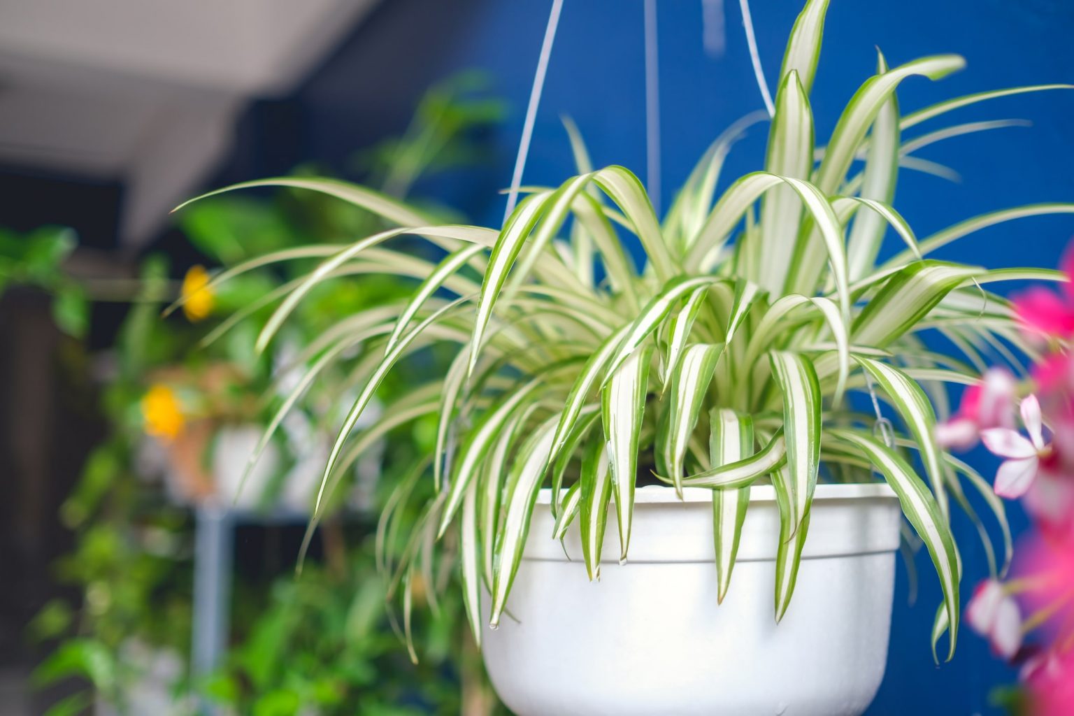 How To Arrange Indoor Plants Wild Plantage The Houseplants